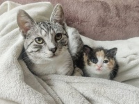 庭で保護した子猫をやさしく迎え入れベビーシッター役を引き受けた猫（ポーランド）