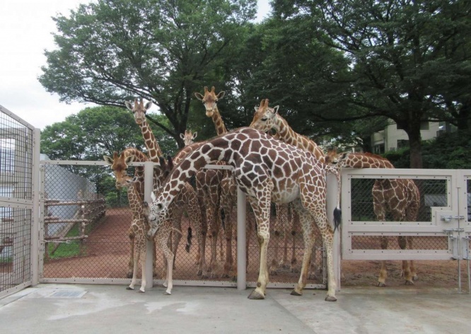 柵越しに親子と交流するキリンたち（画像提供：公益財団法人 東京動物園協会）