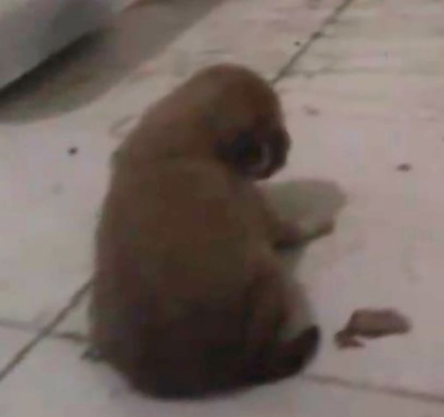 ニシキヘビに生きた仔犬
