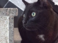 野良猫が「お願い、入れて！」とナンバーロックの解除を要求？だがその家には頑固に猫を拒否する犬がいた…