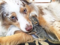 木から落ちて救助されたリスの赤ちゃん。保護された家の犬と仲良しになって素敵な友情を築く