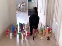 猫の場合・犬の場合で結果はどう違うのか？おうちの中での障害物すり抜けテストをやってみた