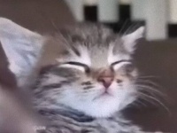 子猫のうとうとこくんがかわいくてやめられない止まらない。子猫、腕に抱かれて眠りに落ちる