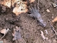 ゾンビ？死体？土の中から伸びた2本の手。でも安心してください、その正体はほっこりです。