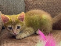 これってほんとうに自然な色なの？ベラルーシで、世にも珍しい緑色の子猫が発見された！