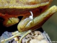 生きているカエルからキノコが生えてくる初の事例に科学者困惑