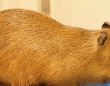 【まさかのヤギ】カピバラの〝珍状況〟に1.6万人爆笑「情報が多すぎる」