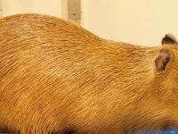 【まさかのヤギ】カピバラの〝珍状況〟に1.6万人爆笑「情報が多すぎる」