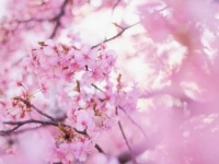「団子より花」！　インスタ映えする人気お花見スポットはどこ？