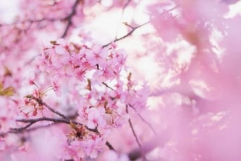 「団子より花」！　インスタ映えする人気お花見スポットはどこ？