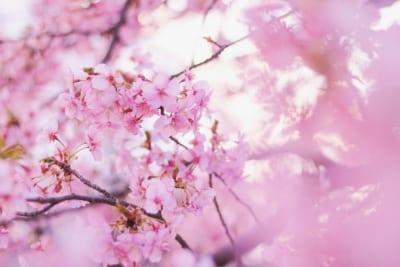 「団子より花」！　インスタ映えする人気お花見スポットはどこ？