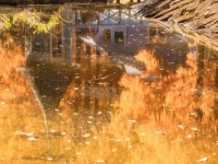 まるで絵本の1ページ　〝埼玉のムーミン谷〟に訪れた秋に絶賛9.7万いいね「最高」「黄金に輝いてます」