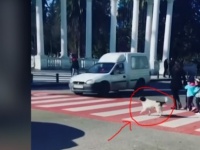 子供たちが安全に横断歩道を渡るまでしっかり護衛する野良犬（ジョージア）