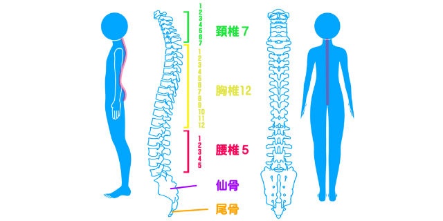 頚椎の名称