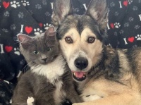 障がい抱えながら保護された猫、母親代わりに選んだのは心やさしい犬だった（アメリカ）