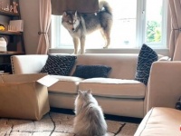 「ゴメンナサイって言ってるのに…！」ボス猫の逆鱗に触れてしまったらしいマラミュート、逃げる！