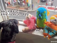 犬がぬいぐるみのお友達を窓際に運びみんなにパレードを見せようとする