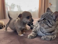 猫、はじめて対面する小犬にタジタジタジータ