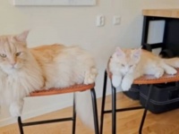 そんなとこまで真似するニャ…。大伯父になったメインクーン、子猫に行動をコピーされて困惑顔