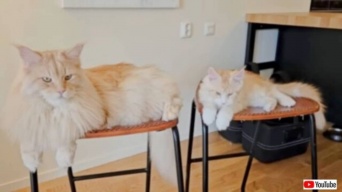 そんなとこまで真似するニャ…。大伯父になったメインクーン、子猫に行動をコピーされて困惑顔