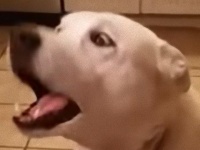 一家の団らん時、突然のわんわんお。ご主人に言いたいことがある犬