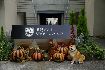 10月20日は柴犬まるの誕生日！星野リゾート リゾナーレ八ヶ岳でハロウィン体験の巻