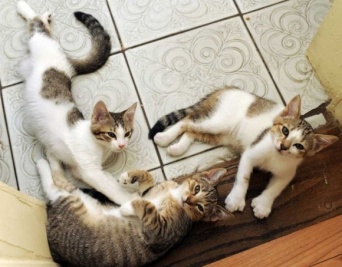 ヘミングウェイと彼の愛した6本指の猫。その子孫たちの今