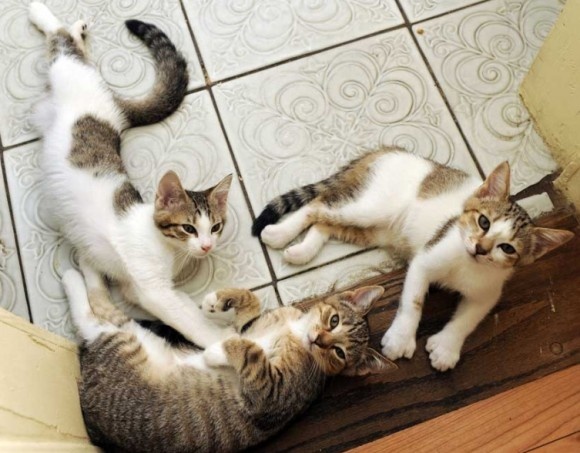 ヘミングウェイと彼の愛した6本指の猫。その子孫たちの今