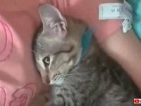 「この場所は誰にも譲らニャい！」猫、横になった飼い主の腕にすっぽりと納まってまったりする