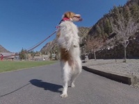 前脚を失った犬は歩くことをあきらめなかった。自ら後ろ脚で歩くことを覚え、毎日を全力で楽しんでいる