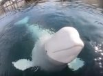 水中に落下したGoProをシロイルカが拾って返してくれるというミラクル。
