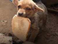 助けてくれてありがとう。お礼に唯一のパン切れを人間に差し出した犬