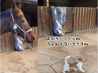 私についてきて！ 馬にお散歩させる気まんまんの小型犬、ジャック・ラッセル・テリア