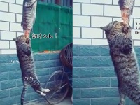 そこに魚があるから登るんじゃ！宙づりの魚に食らいついて離れない猫
