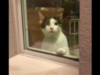 迷子の猫にロックオンされた女性、4日間見つめ続けられた後、ついに飼い主が見つかる（アメリカ）