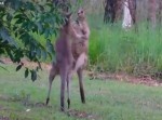 カンガルーのガチバトル！　殴る蹴るの戦いを制するのはどっちだ！？