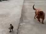 そこは噛まないでくれ！アヒルに怒る犬の鳴き声がなんともいえない。