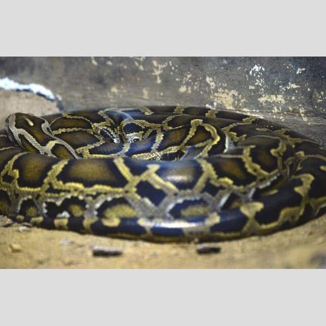 「盗まれた」「天井裏に」逃走ニシキヘビ情報交錯で住民の不安はピークに！