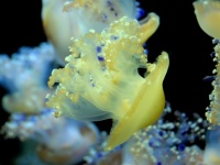 刺すだけじゃなかった。毒入り手榴弾をばらまくクラゲの存在が確認される（米研究）