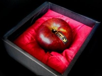 赤黒い毒リンゴ