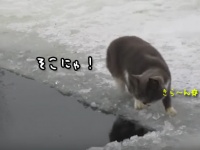 こいつ、できる・・・一撃必殺魚捕り猫