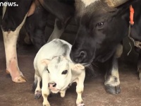 世界最小の牛は体高わずか51cm。バングラデシュで大人気に