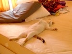どうしてこうなった！　人間みたいな寝相の猫がカワイイ（動画）