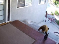 2匹のクマを撃退したのは、勇猛果敢な・・・フレンチブルドッグ！？