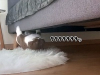 猫の自主トレ風景がすごい！ベッドの下を逆さまで高速移動。末は忍者かスパイダーマン？