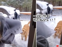 一緒に外で遊びたくて、女性の袖をくわえ雪の上に引っ張り出そうとする犬