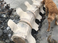 ネッシーの死骸か！？スコットランドの離島に巨大な骸骨が打ち上げられる
