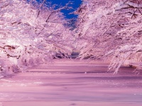 インスタ映えするスポット・ベスト1「雪の花筏」（画像提供：米山竜一さん）