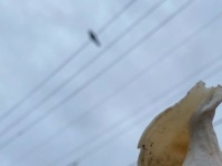 カラスが目の前にクルミを落とした→割ってあげたら...　まさかの〝その後〟に15万人驚がく