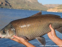 アリゾナ州の砂漠の湖にいる淡水魚3種は100歳以上生きる長寿であることが判明